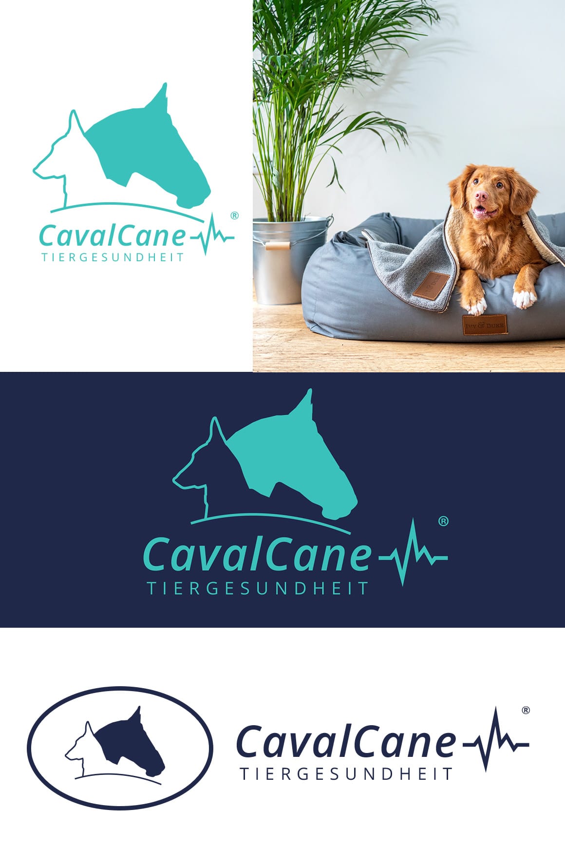 CavalCane Tiergesundheit Logo Design Vorschau